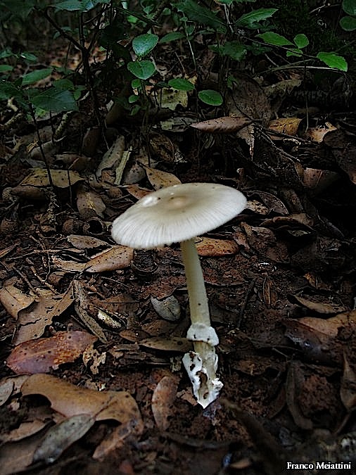 Amanita rubescens